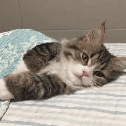Nap Time GIF - Find & Share on GIPHY