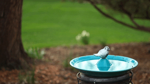 Bird Bath GIF - Find & Share on GIPHY
