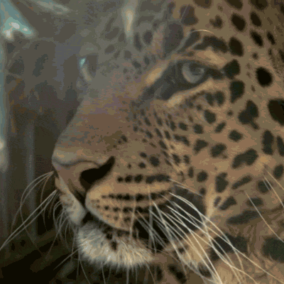 leopardo gruñiendo
