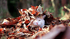 Gif of white cat poking head out of pile of leaves