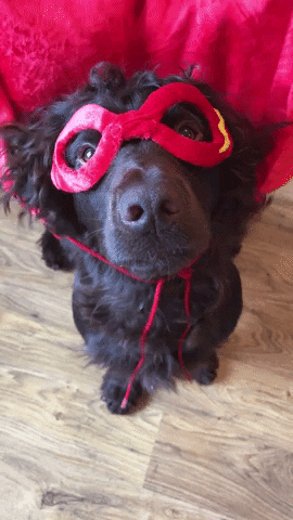 cachorro vestido de super herói com capa ao vento