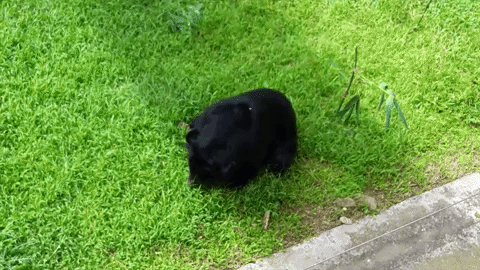 Vietnam Rehabilitation GIF