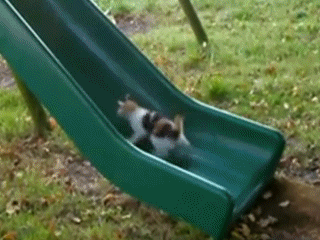 Cat Toy GIF - Find & Share on GIPHY