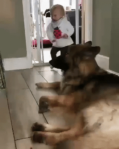 german shepherd is being gentle to a kid