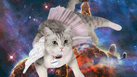 Space Cat GIFs - Find & Share on GIPHY