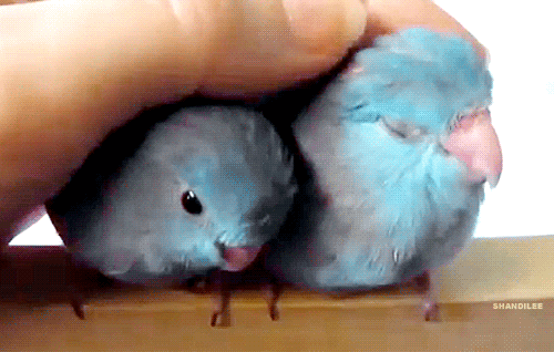 Blue Parrot GIFs - Find & Share on GIPHY