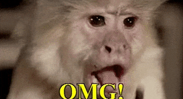 Monkey Omg  GIFs  Find Share on GIPHY