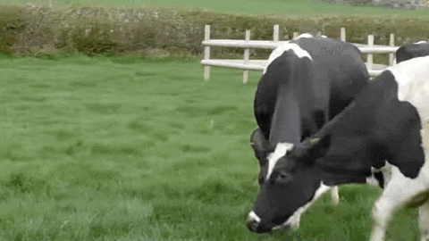 bouncing cows
