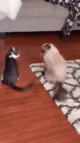 This cat fight in cat gifs