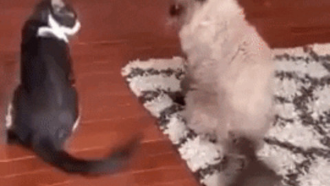 This cat fight gif