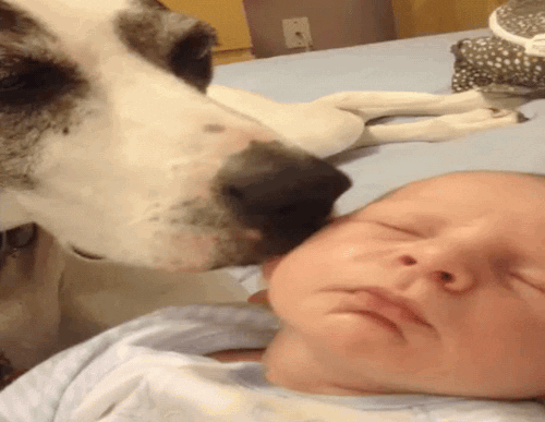 Dog Licking GIF by America's Funniest Home Videos - Find & Share on GIPHY