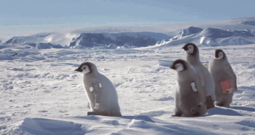 Happy Feet Penguin GIF