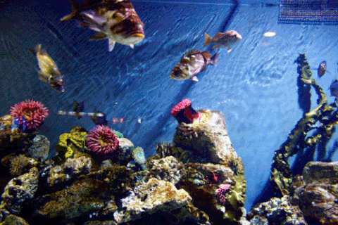 Aquarium GIF - Find & Share on GIPHY