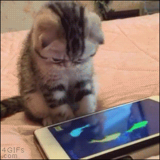 gatinho assistindo a um vídeo de peixes em um celular e tentando agarrá-los
