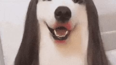 Cutest doge ever GIF