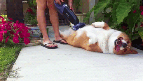 dog being vacuum