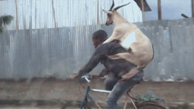Image result for goat riding gif