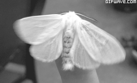 Moth GIF - Find & Share on GIPHY