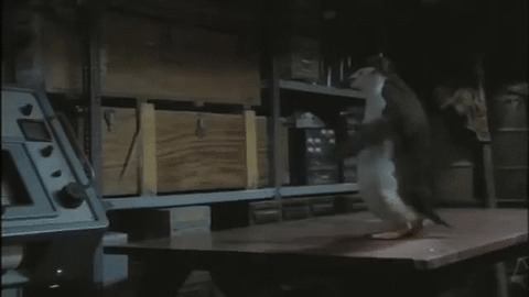 Badass Penguin best Gif