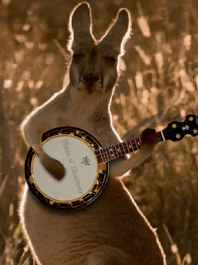 Znalezione obrazy dla zapytania pijany kangur gif