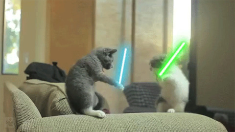 Star Wars: Battle of the Cats Funny Gif