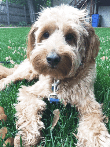 https://media.giphy.com/media/OvAbYAgkocnNC/giphy.gif