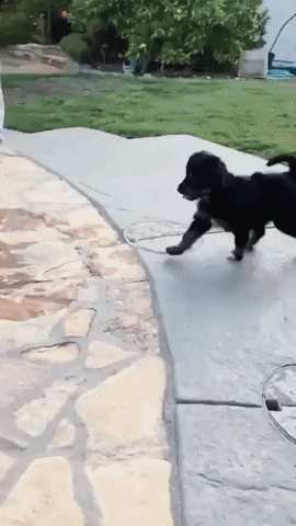 Mistakes were made in dog gifs