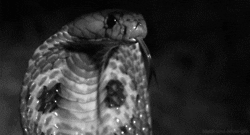 Black And White Snake GIF - Find & Share on GIPHY