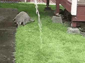 water playing raccoon hose