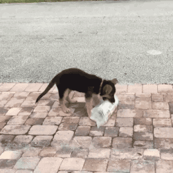 Cute Puppy Bringing the Newspaper to Human