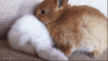 Brown Bunny GIFs - Find & Share on GIPHY