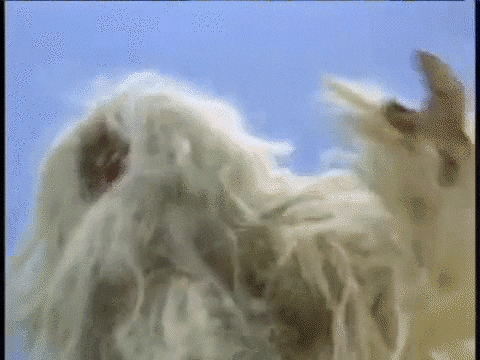 Snow Yeti GIF - Find & Share on GIPHY