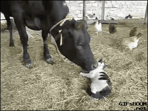 Cat Cow GIF - Find & Share on GIPHY