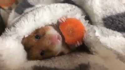 introvert blankie hamster eating carrot
