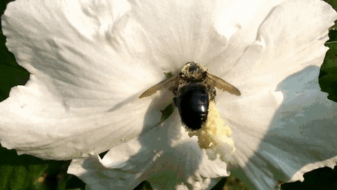 nature slow bees caenter