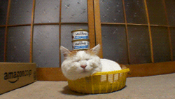 cat sleep sleeping basket cans