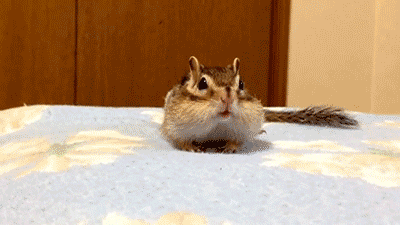 Chipmunk GIF - Find & Share on GIPHY