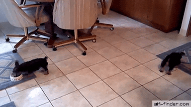 Position exchange in dog gifs
