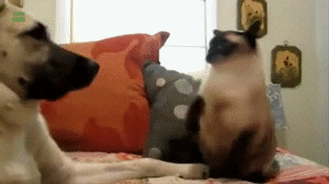 cat slaps animated GIF