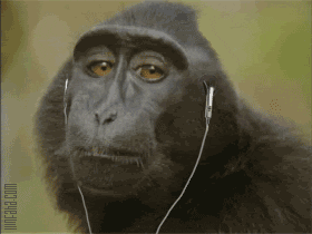 Monkey Web Gif Find Share On Giphy