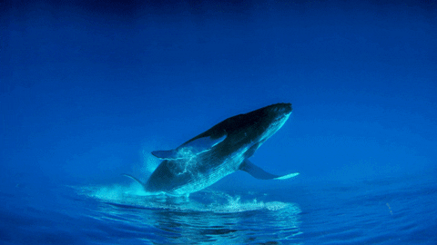 whale humpback