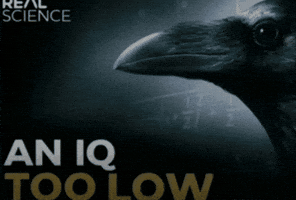 GIF low iq para Instagram