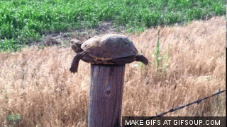 Image result for turtle gif
