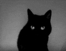 Black Cat GIF - Find & Share on GIPHY