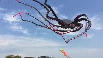 Octopus Kite GIF - Find & Share on GIPHY