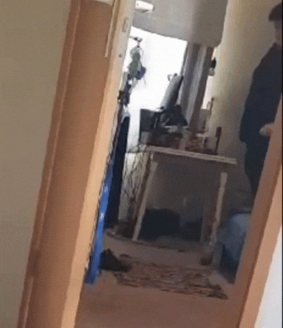giphy.gif