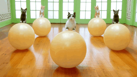 Cats on a pilates ball 