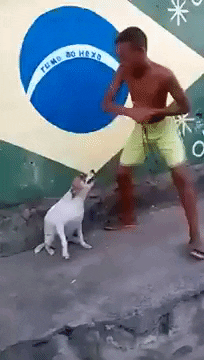 Imagem animada (gif) de um garoto e um cachorro dançando, e ao fundo uma parede pintada com a bandeira do Brasil.