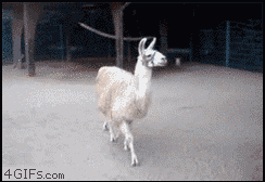 Llama GIF - Find & Share on GIPHY
