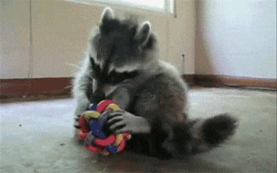 raccoon trying to untangle knot gif